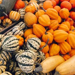 Pumpkin Patch at Underwood Family Farms